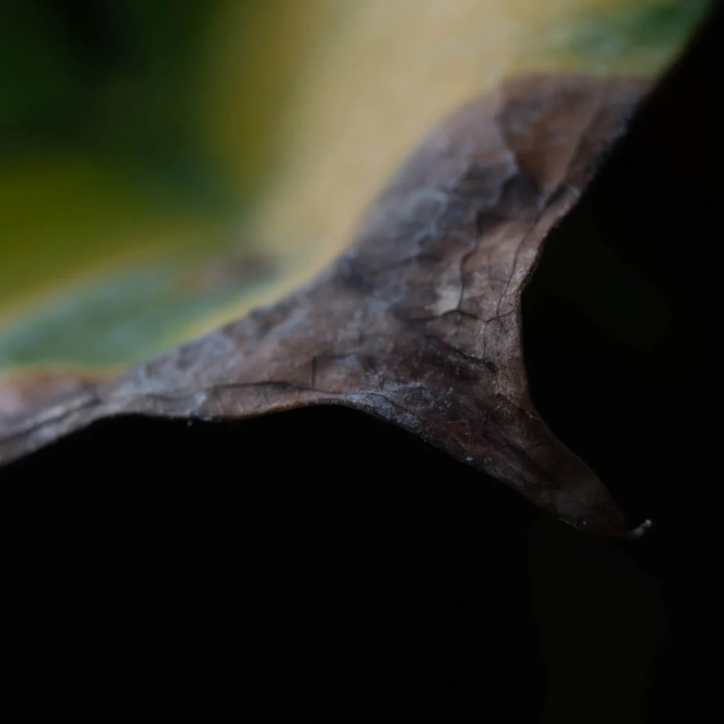 צילום מקרו בגן הבוטני בירושלים