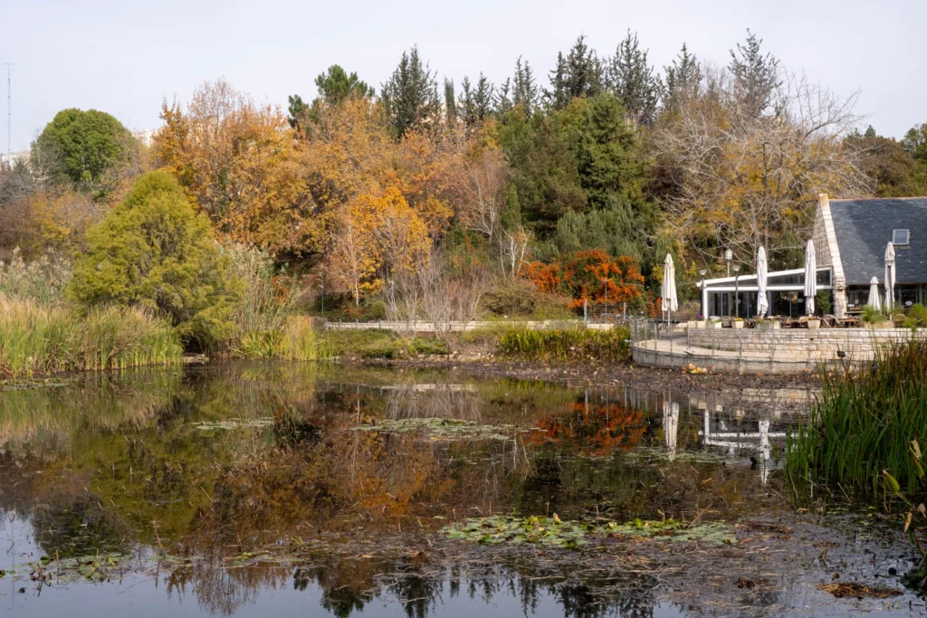 בריכת הנימפאות בגן הבוטני