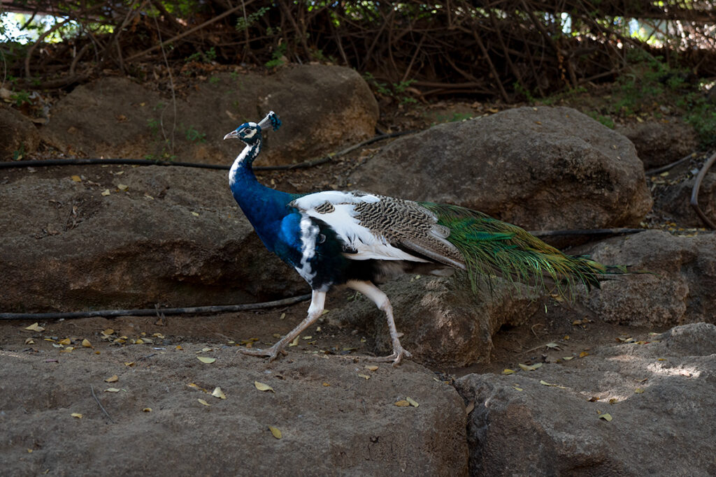 חי כיף בראשון לציון. לוקיישן מומלץ לצילום
