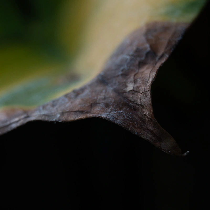 צילום-מקרו-עם-טבעות-הארכה