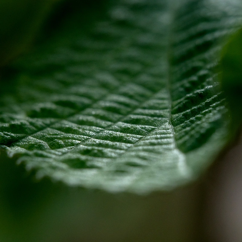 צילום-מקרו-עם-טבעות-הארכה