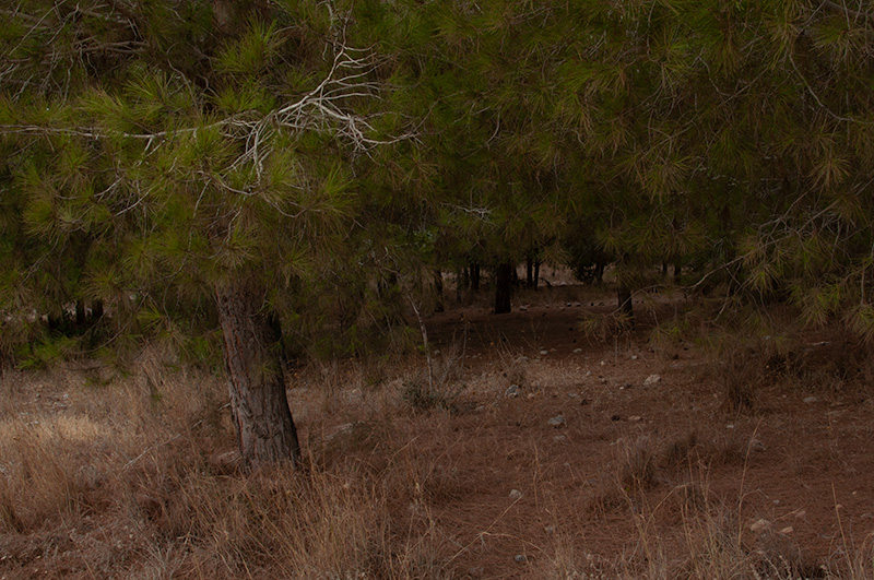 לוקיישנים-מומלצים-לצילום-במודיעין--יער-בן-שמן